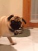 SassyPug_zps8dda3b18.jpg