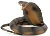 Black+mambas+8.jpg