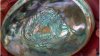 paua2.jpg