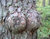10.-Boobs-Tree.jpg